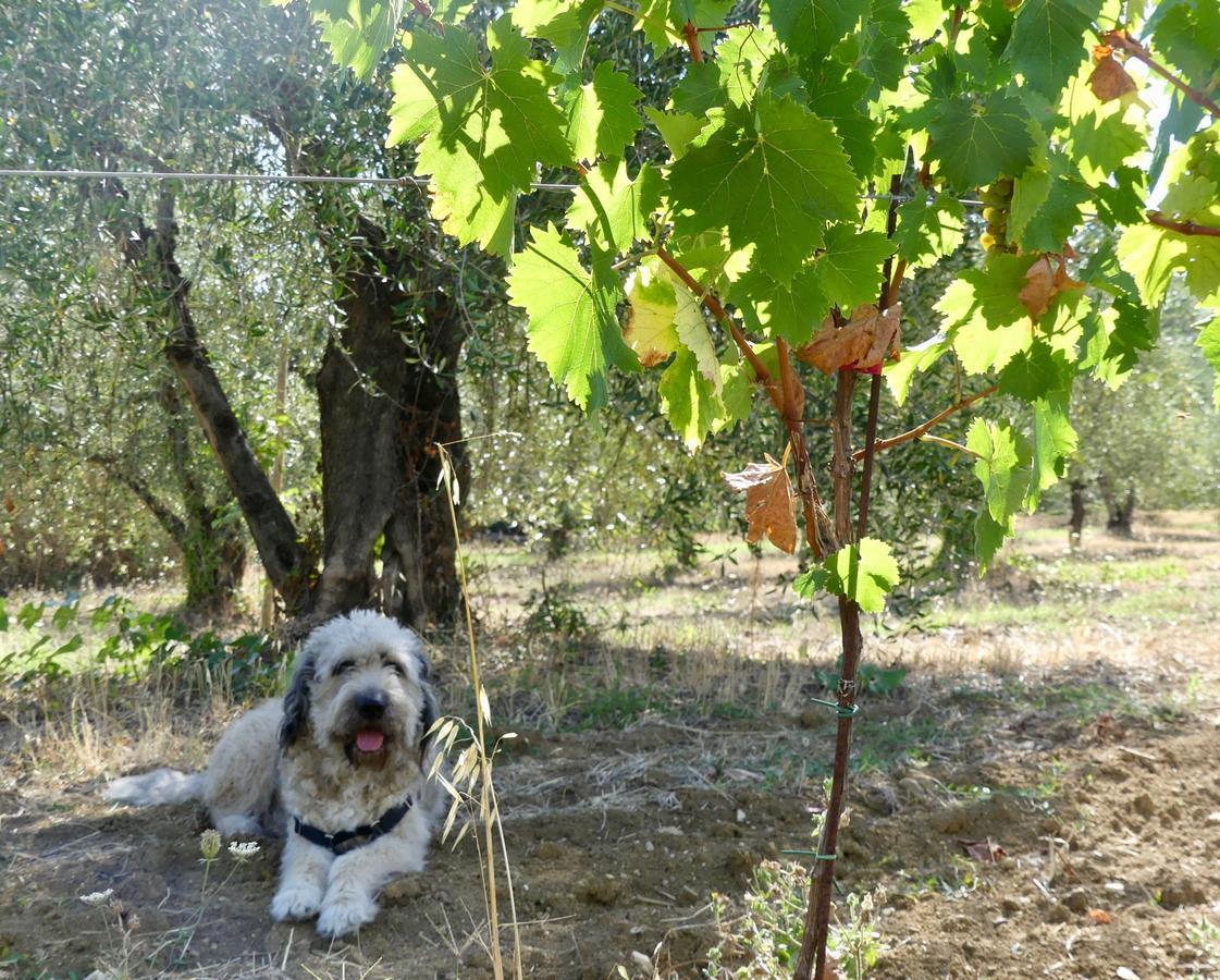 Due Piani Villa Barberino di Val dʼElsa Buitenkant foto